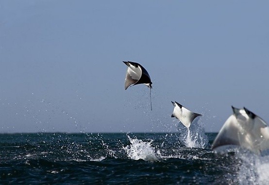 Photo:  Manta Rays in the Sea of Cortes